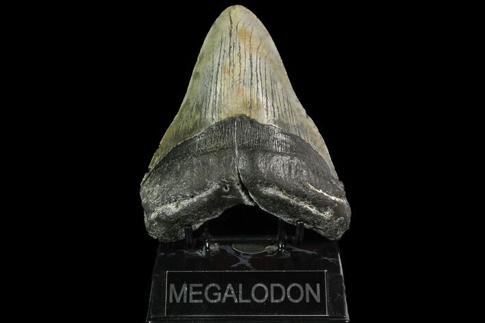Large, Fossil Megalodon Tooth #92680